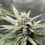 Super Lemon Haze #1