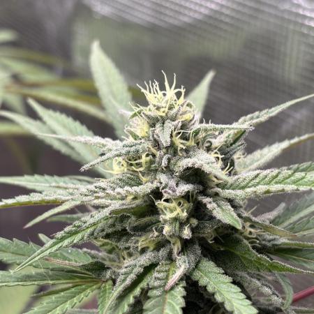 Super Lemon Haze #1