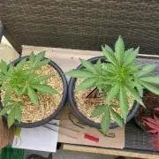 Frosted Zinn x Coockie Dog Auto