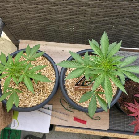 Frosted Zinn x Coockie Dog Auto