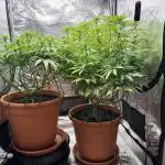 Super Lemon Haze #1