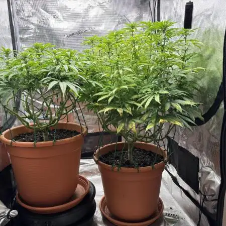 Super Lemon Haze #1
