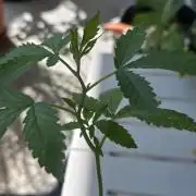 Sour Strawberry