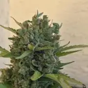 Frosted Zinn x Coockie Dog Auto