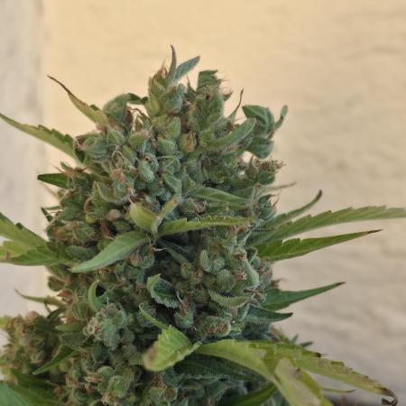 Frosted Zinn x Coockie Dog Auto
