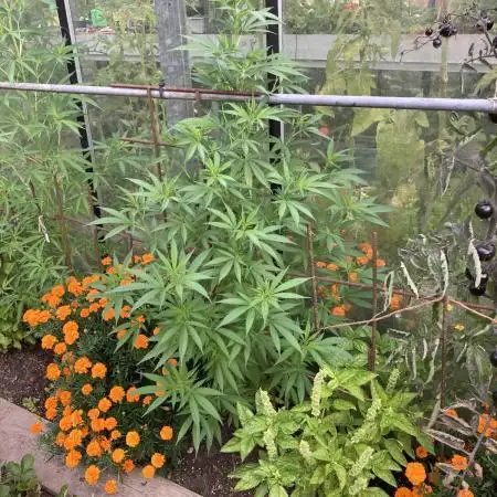 Euphoria CBD RQS Outdoor