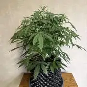 Zamnesia Landrace Pack - Lamb's Bread