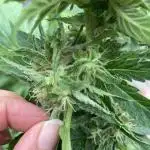Royal CBG auto RQS outdoor 2nd run 2025