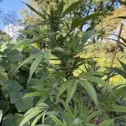 Dutch Passion - GMO Fast Outdoor 2026