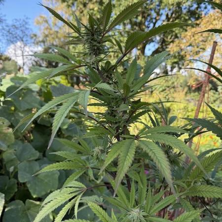 Dutch Passion - GMO Fast Outdoor 2026