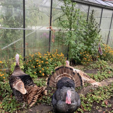 Black Runtz Zamnesia Seeds Outdoor