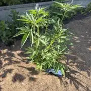 WoS - NL x Big Bud Early V. Outdoor 2026
