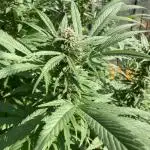 Euphoria CBD RQS Outdoor