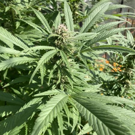 Euphoria CBD RQS Outdoor