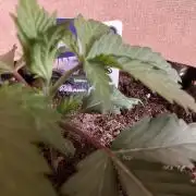 Zamnesia Landrace Pack - Panama Red