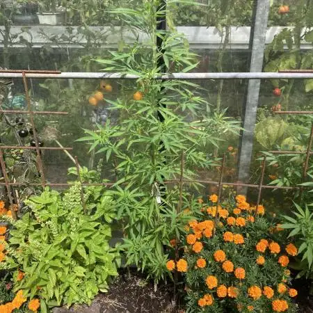 Black Runtz Zamnesia Seeds Outdoor