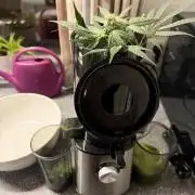 Zamnesia Landrace Pack - Lamb's Bread