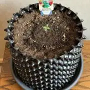 World of Seeds - Burger Kush EV