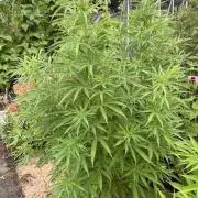 WoS - NL x Big Bud Early V. Outdoor 2026