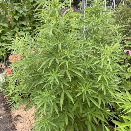 WoS - NL x Big Bud Early V. Outdoor 2026