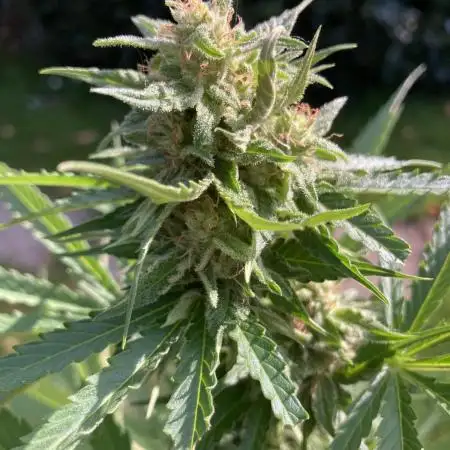 WhiteWidow auto Zamnesia Outdoor 2nd run
