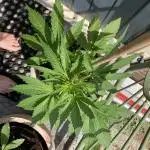 Royal CBG auto RQS outdoor 2nd run 2025
