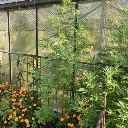 Black Runtz Zamnesia Seeds Outdoor