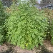 WoS - Burger Kush Early V. Outdoor 2026