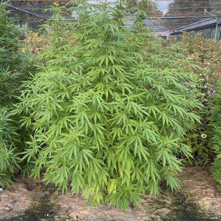 WoS - Burger Kush Early V. Outdoor 2026