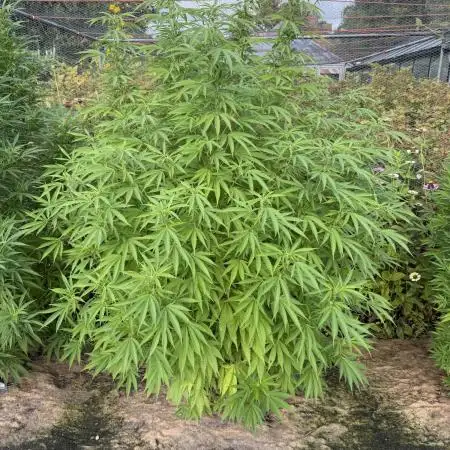 WoS - Burger Kush Early V. Outdoor 2026