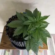 World of Seeds - Burger Kush EV