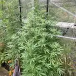 Euphoria CBD RQS Outdoor