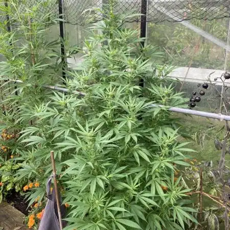 Euphoria CBD RQS Outdoor
