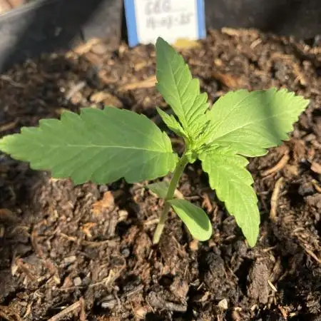 Royal CBG auto RQS outdoor 2nd run 2025