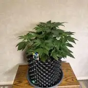 World of Seeds - Burger Kush EV