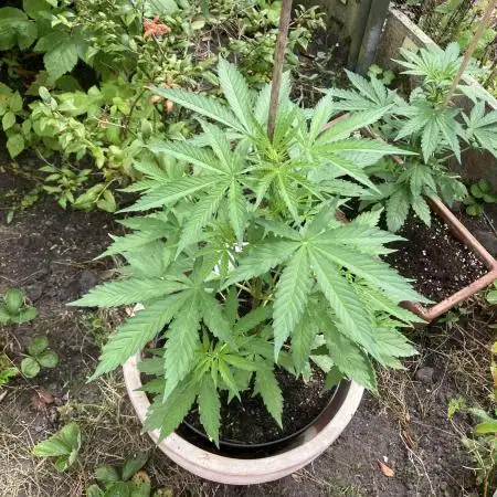 WhiteWidow auto Zamnesia Outdoor 2nd run