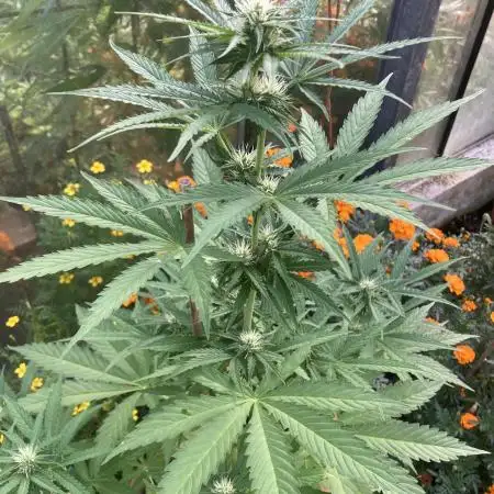 WhiteWidow auto Zamnesia Outdoor 2nd run