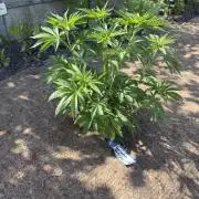 WoS - Appalachian Kush EV Outdoor 2026