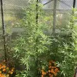 Black Runtz Zamnesia Seeds Outdoor