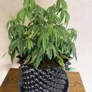 Zamnesia Landrace Pack - Afghani indoor