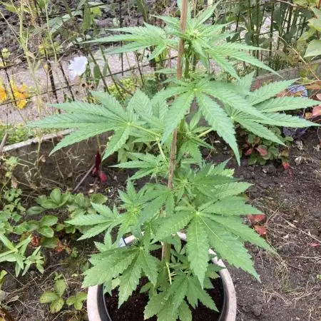 Royal CBG auto RQS outdoor 2nd run 2025