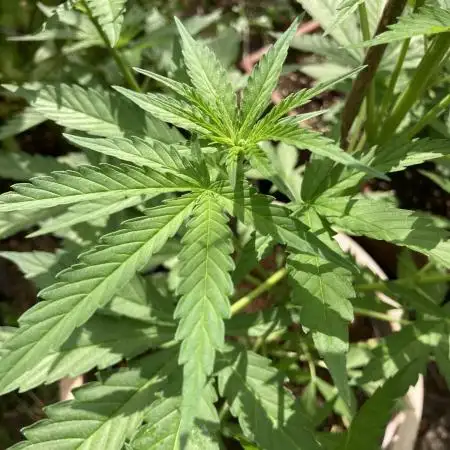 WhiteWidow auto Zamnesia Outdoor 2nd run