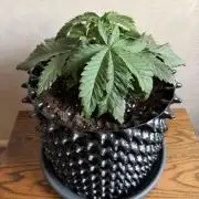 Zamnesia Landrace Pack - Panama Red