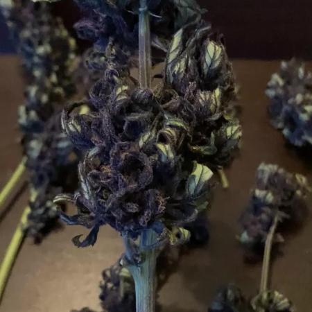 Purplematic CBD RQS Outdoor 2nd run 2025