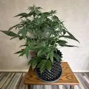 World of Seeds - Burger Kush EV