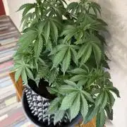 Zamnesia Landrace Pack - Colombian Gold
