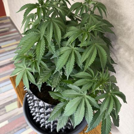 Zamnesia Landrace Pack - Colombian Gold