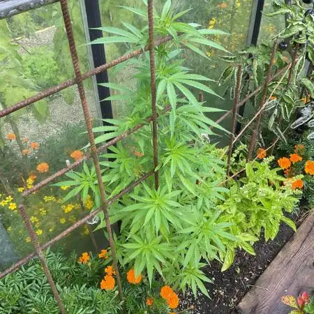 Euphoria CBD RQS Outdoor