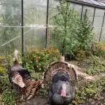 Black Runtz Zamnesia Seeds Outdoor