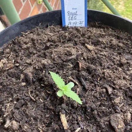 Royal CBG auto RQS outdoor 2nd run 2025